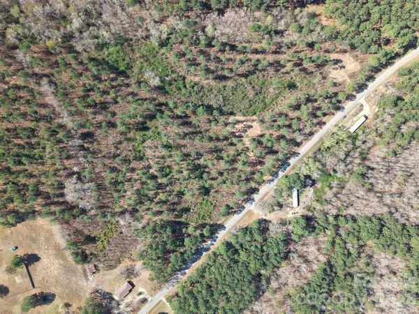 a close up of a plant with a yard