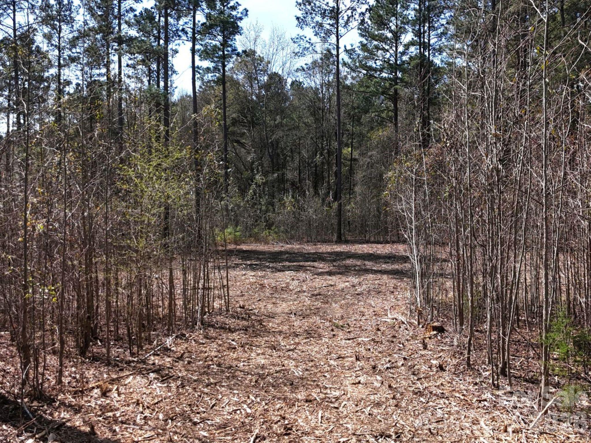 1-2 Snow Hill Road Cheraw, SC 29520 - Photo 4 of 21 a view of a yard with trees