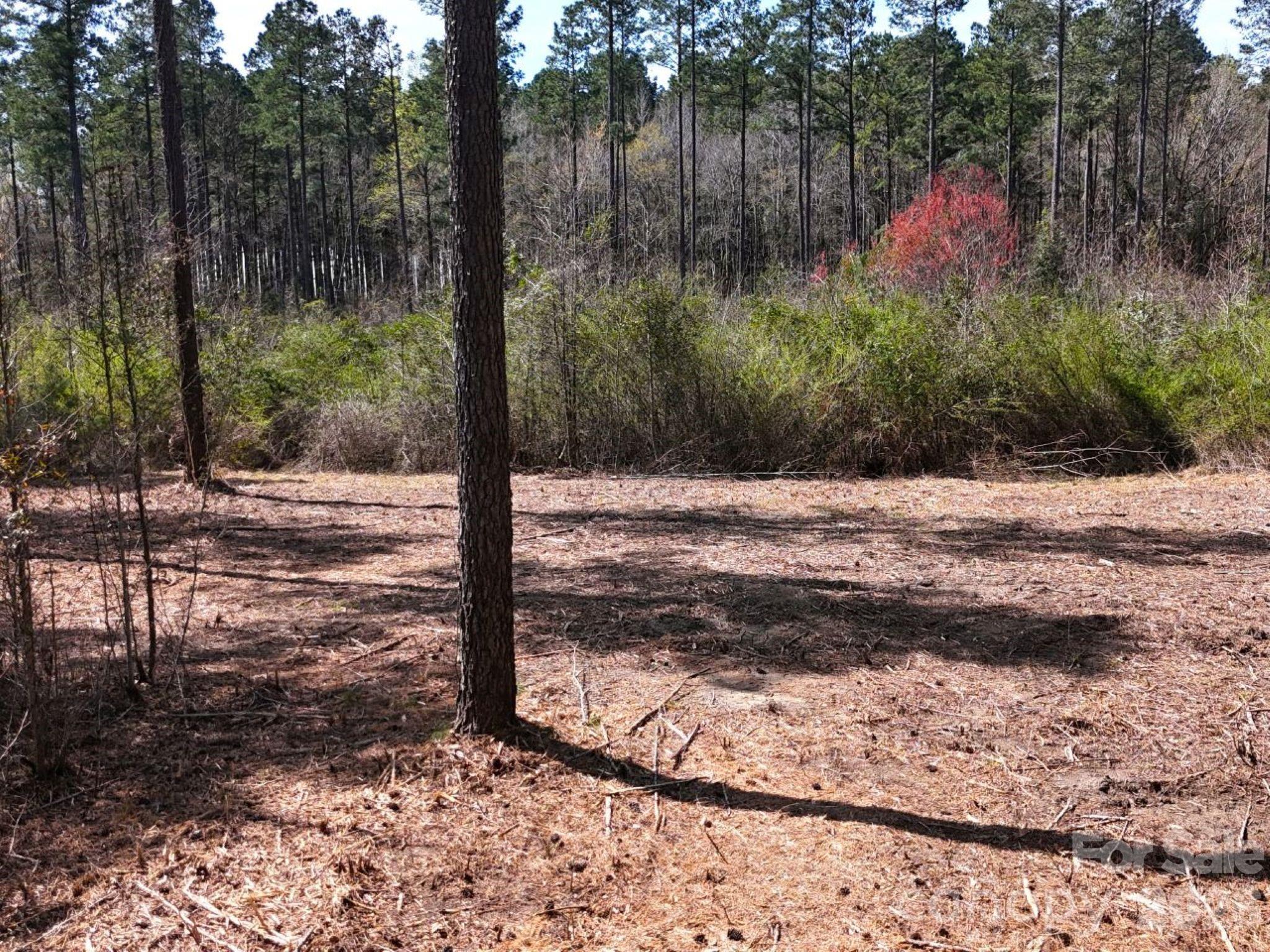 1-2 Snow Hill Road Cheraw, SC 29520 - Photo 7 of 21 a view of a yard with trees