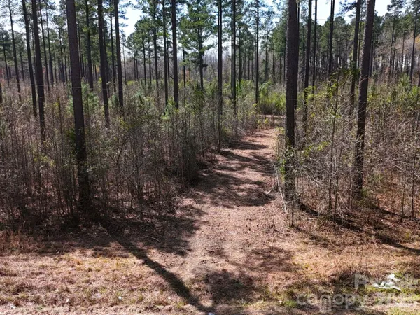 a view of a forest with trees in the background