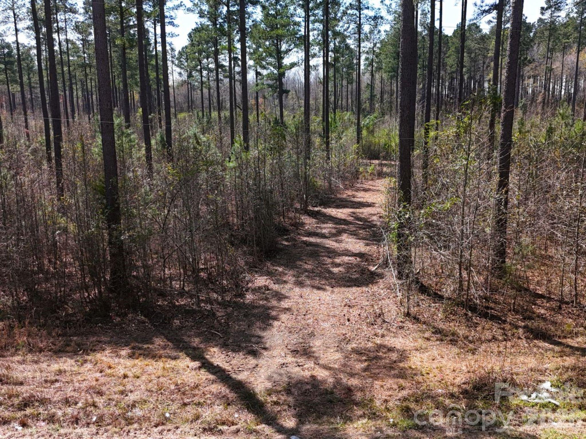 1-2 Snow Hill Road Cheraw, SC 29520 - Photo 8 of 21 a view of a forest with trees in the background