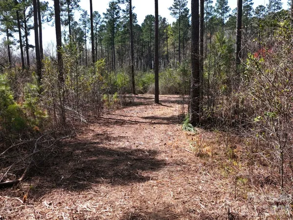 a view of a forest with trees in the background