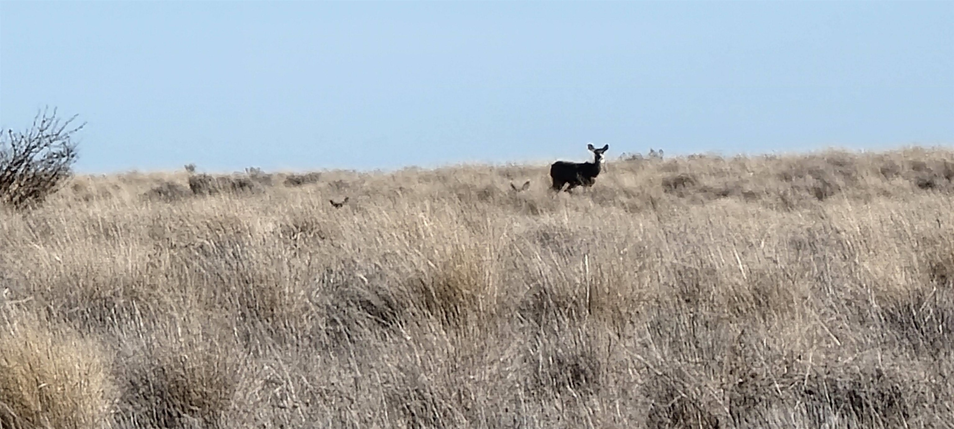 1 Schafer Road Ritzville, WA 99169 - Photo 30 of 42