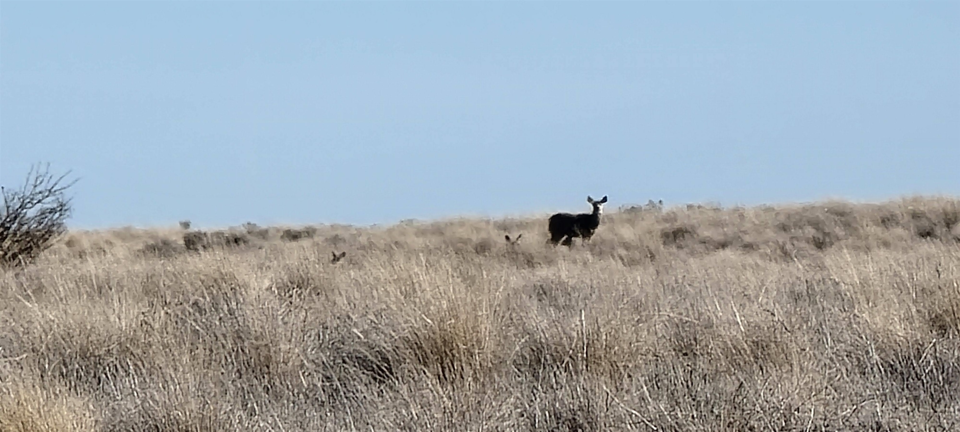 1 Schafer Road Ritzville, WA 99169 - Photo 31 of 42