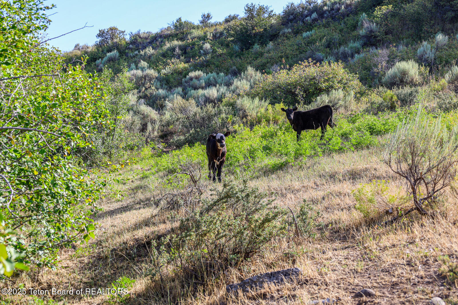 1200 East 1200 North Chester, ID 83421 - Photo 13 of 21 River-Pointe-Ranch-Ashton-Idaho-Cattle