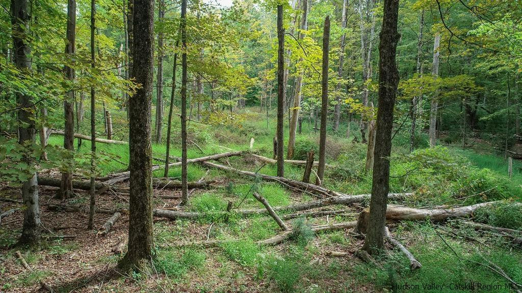 Tbd Longyear Road Shokan, NY 12481 - Photo 8 of 12 Photo 8
