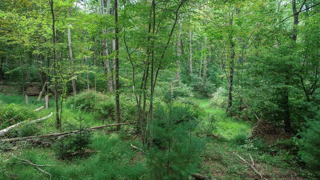 Tbd Longyear Road Shokan, NY 12481 - Photo 9 of 12 Photo 9