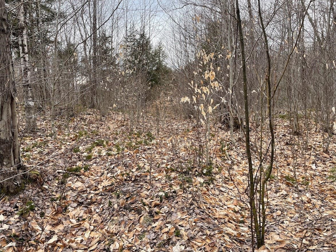 301 Ruggles Mine Road Grafton, NH 03240 - Photo 7 of 10 Gallery Image 7