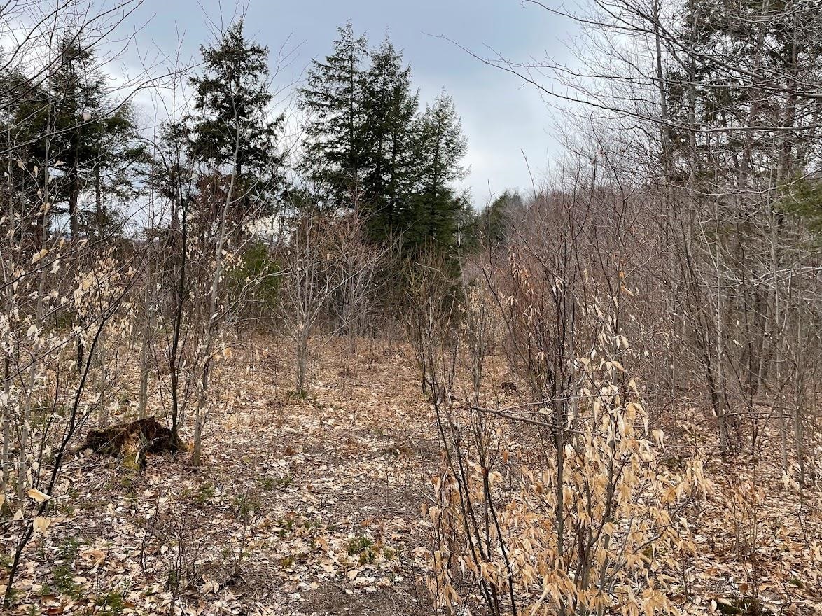 301 Ruggles Mine Road Grafton, NH 03240 - Photo 8 of 10 Gallery Image 8