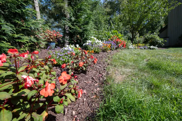 a close up of a plant in a garden