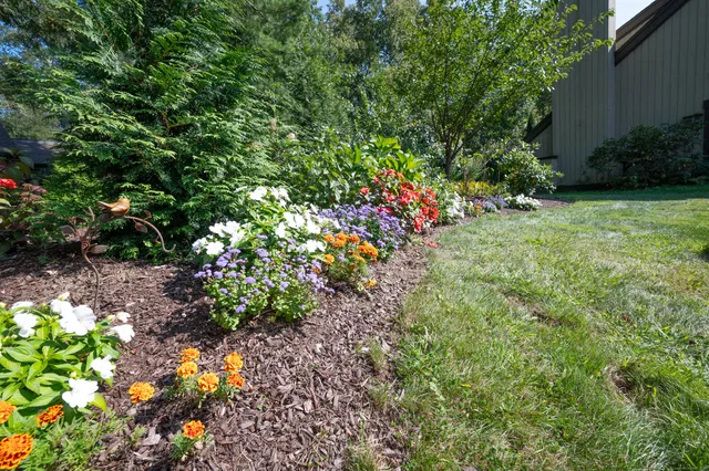 a view of a garden with plants and large trees