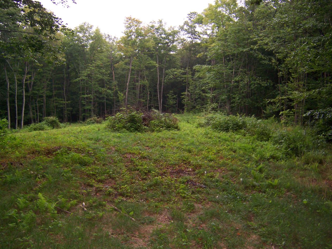 Watson Road Washington, MA 01001 - Photo 1 of 1 Watson Road