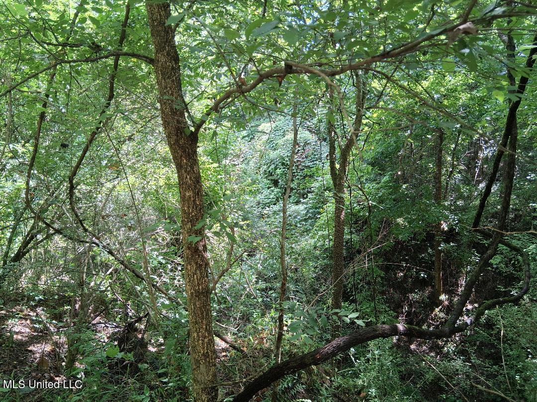 Azalea Lane