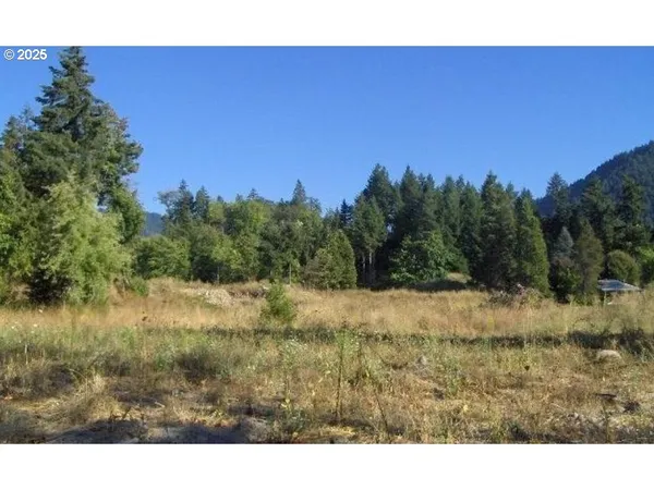 a view of a dry yard with trees