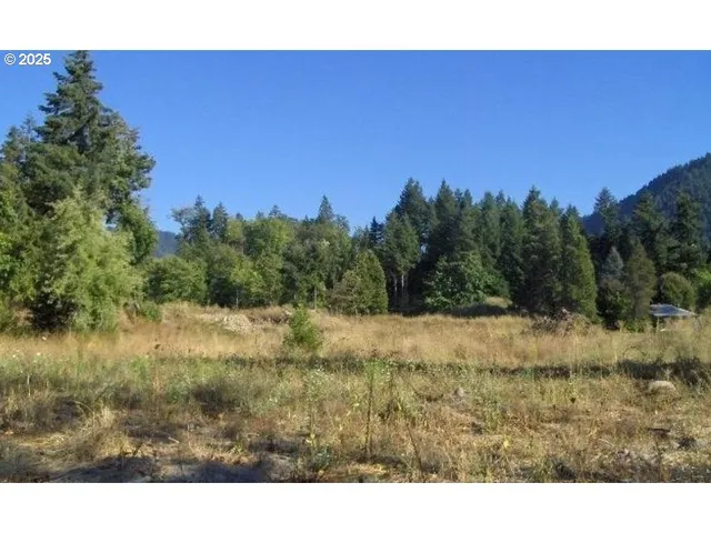 a view of a dry yard with trees