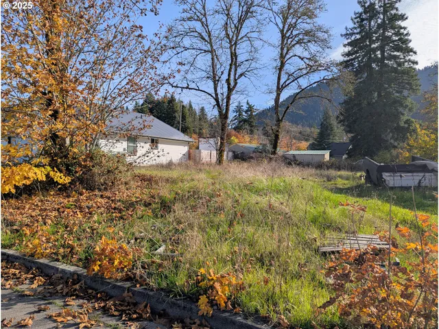 a view of a yard with plants and large trees