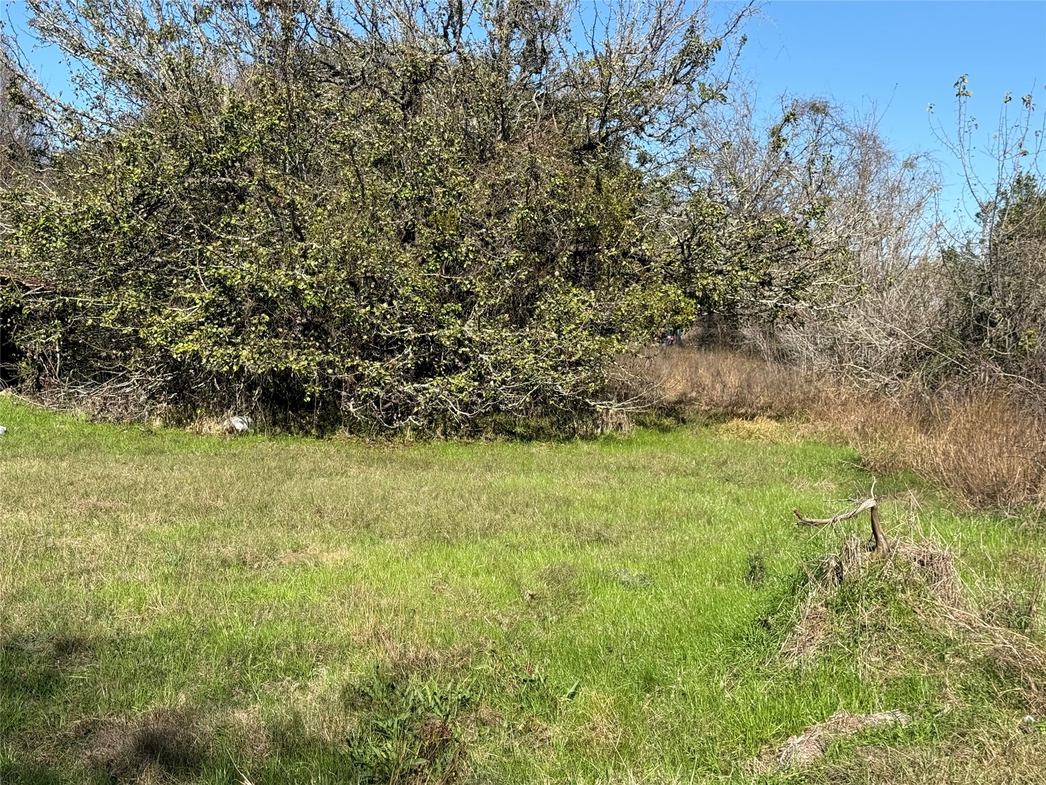 10 Foster Lane Hempstead, TX 77445 - Photo 3 of 9 a view of a yard with a tree