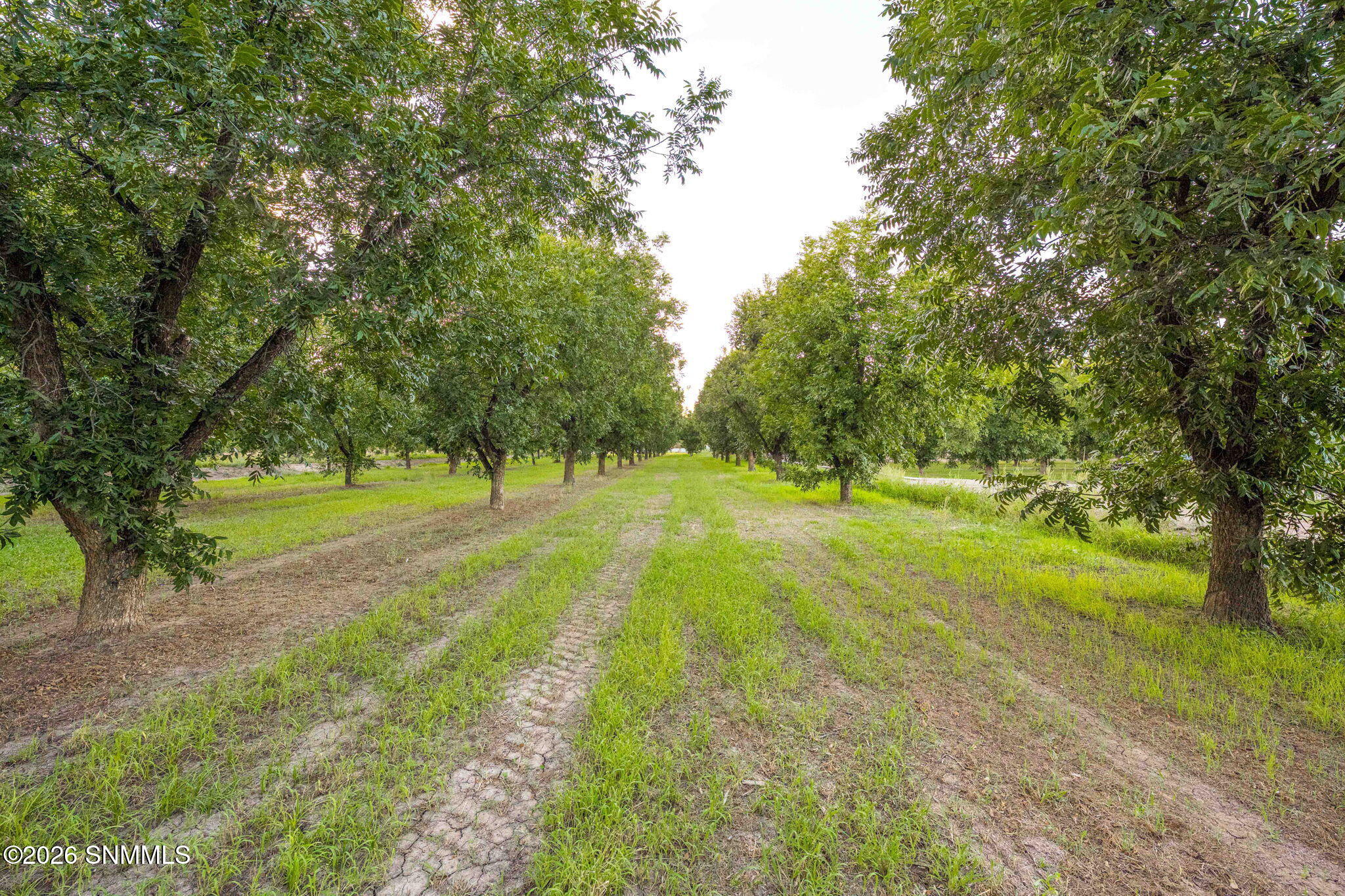 3070 Estrada Road Mesilla, NM 88046 - Photo 66 of 75 109-web-or-mls-Snappin Homes (Estrada307