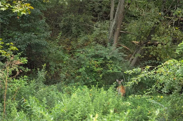 a view of a lush green forest
