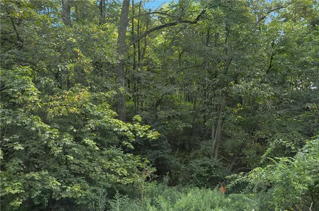 a view of a forest with lots of trees