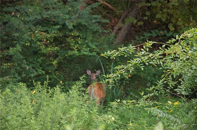 a backyard of a house with outdoor seating and green space