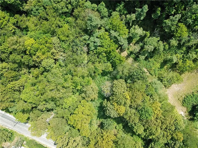 a view of a lush green forest with a tree
