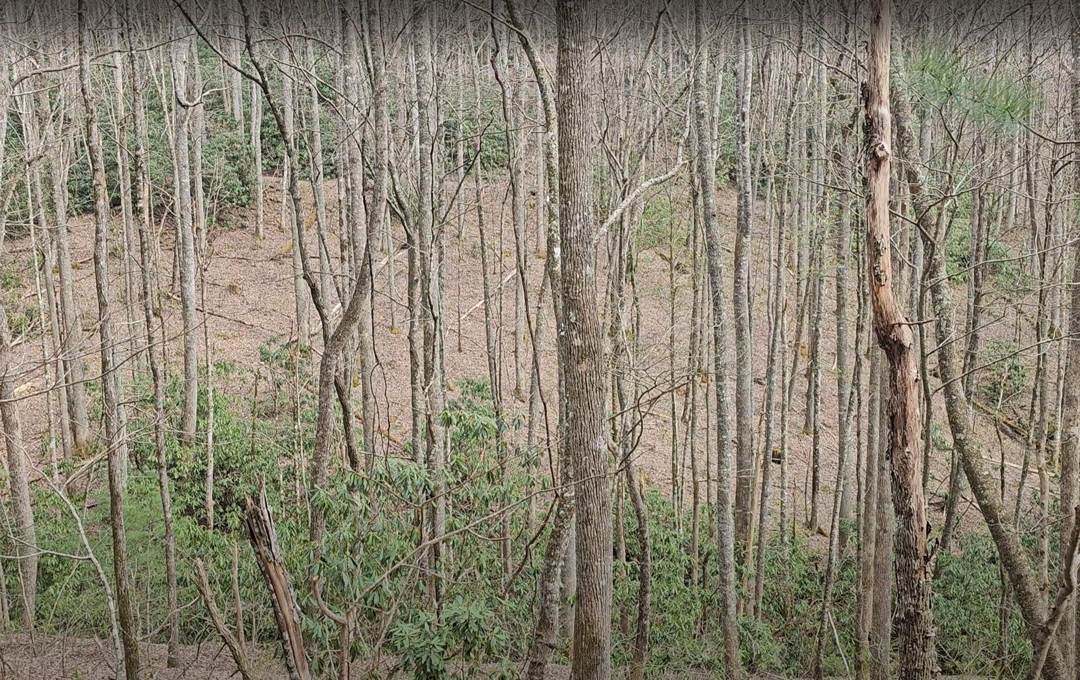 0 Falls Road Scaly Mountain, NC 28775 - Photo 20 of 23 Gallery Image 20