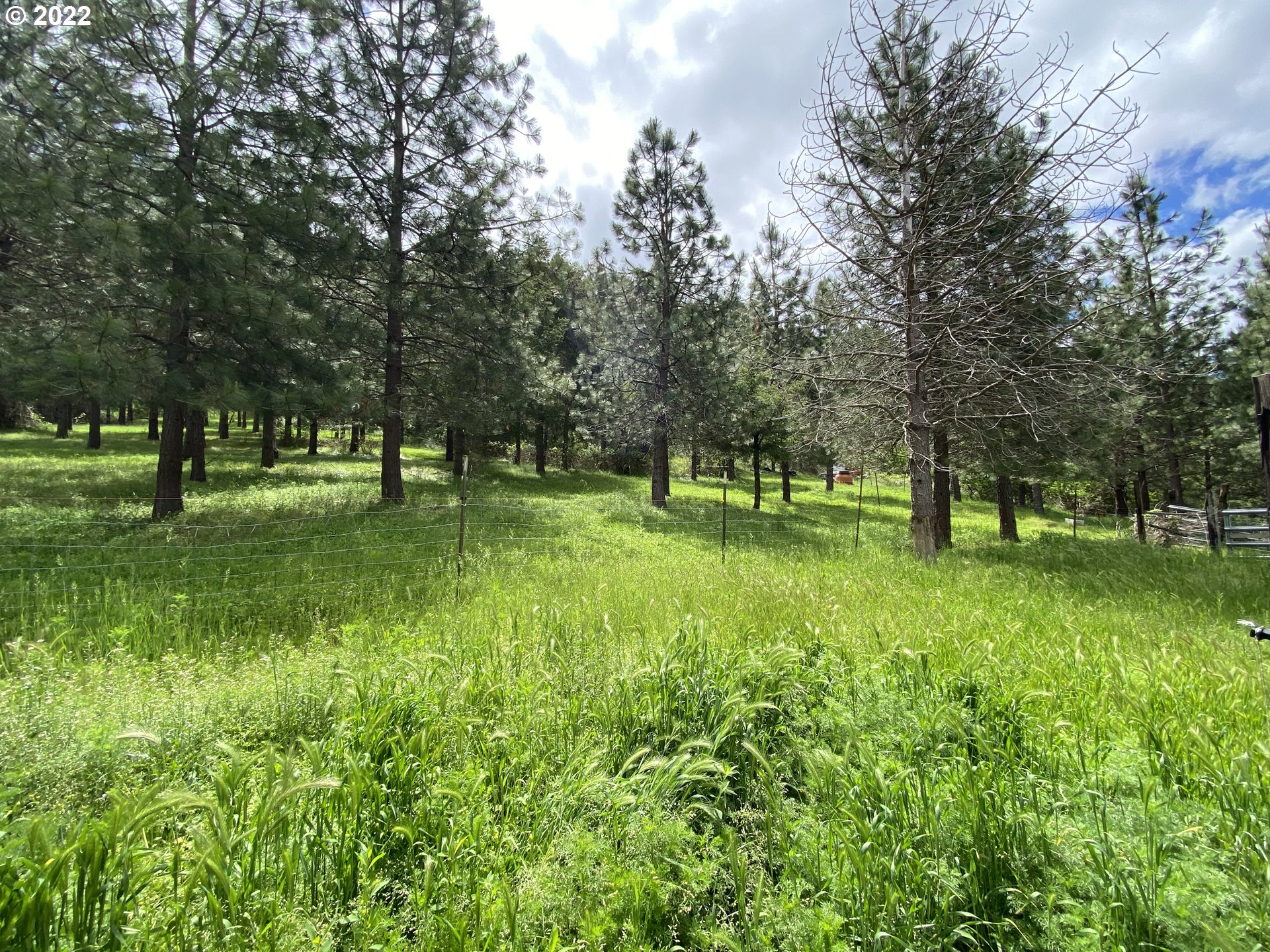 3005 Shoestring Road Riddle, OR 97469 - Photo 24 of 32 a big yard with trees