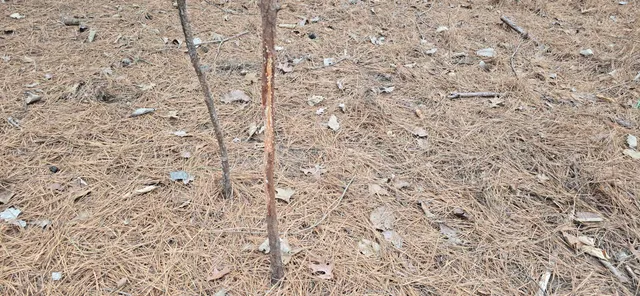 $29,000 | 117 Scenic View Drive, Summerville, GA 30747