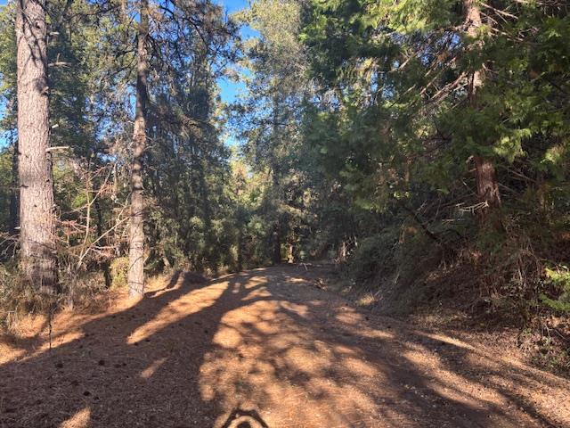 16272 State Rte 26 Glencoe, CA 95232 - Photo 15 of 30 a view of tree