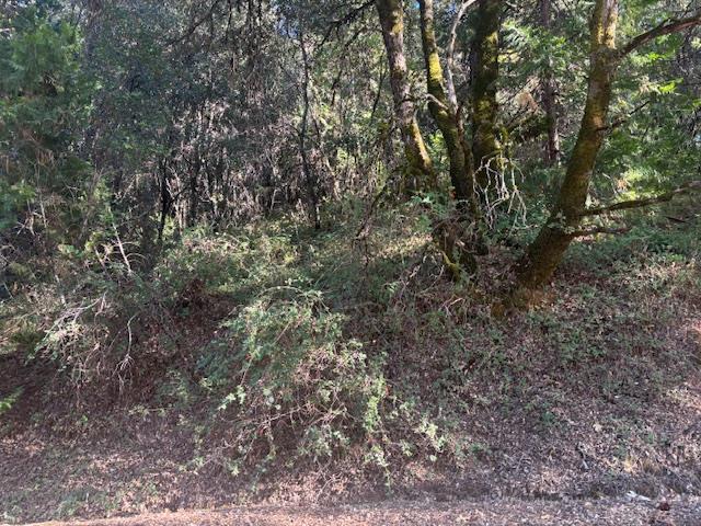 16272 State Rte 26 Glencoe, CA 95232 - Photo 16 of 30 a view of a yard with a tree
