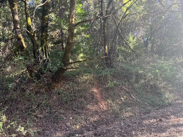 a view of a yard and front of a house