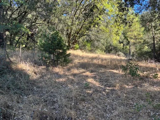 a view of a forest with lots of trees