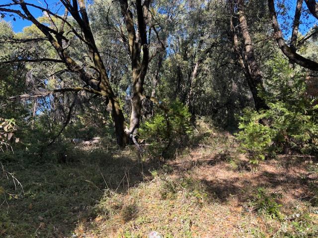 16272 State Rte 26 Glencoe, CA 95232 - Photo 21 of 30 a view of a forest with a tree
