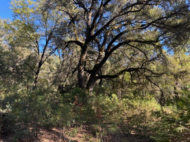 16272 State Rte 26 Glencoe, CA 95232 - Photo 22 of 30