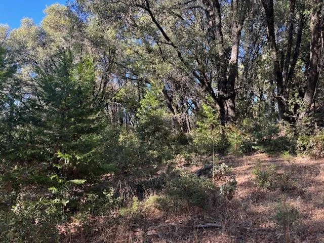a view of a forest with lots of trees