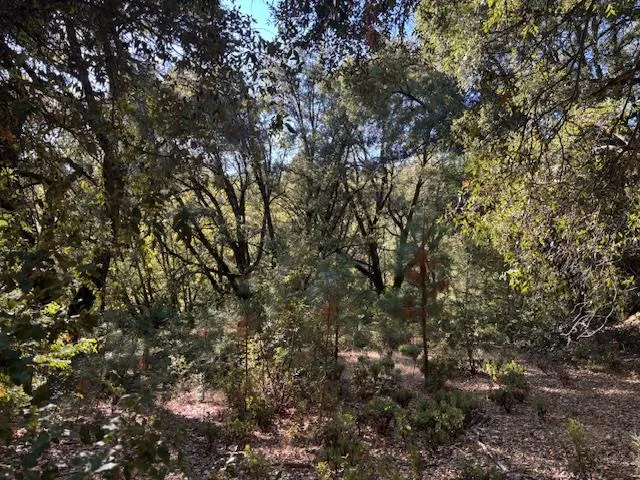 a view of a forest with trees in the background