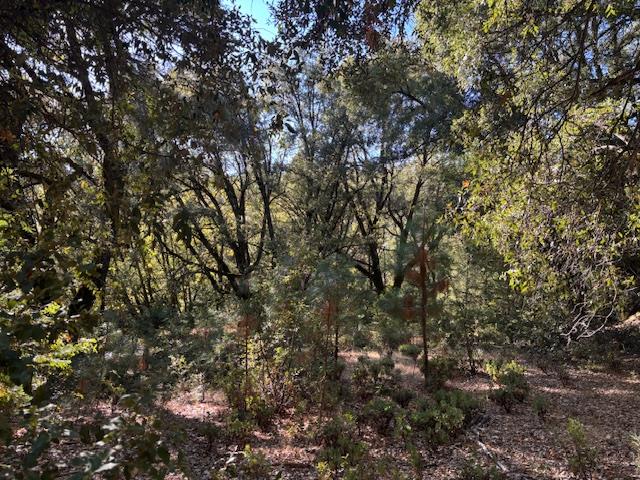 16272 State Rte 26 Glencoe, CA 95232 - Photo 25 of 30 a view of a tree