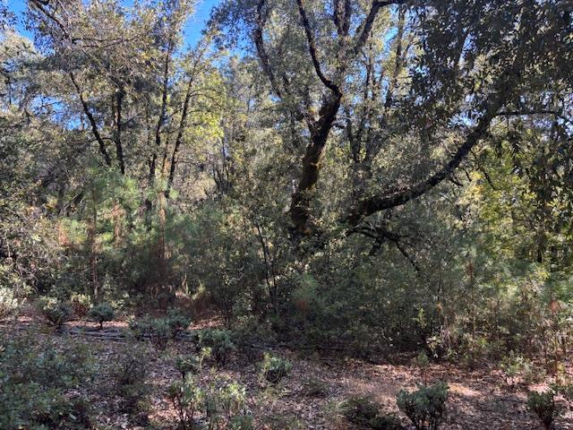 16272 State Rte 26 Glencoe, CA 95232 - Photo 26 of 30 a view of a forest with lots of trees