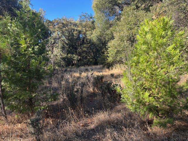 16272 State Rte 26 Glencoe, CA 95232 - Photo 27 of 30 a view of a yard