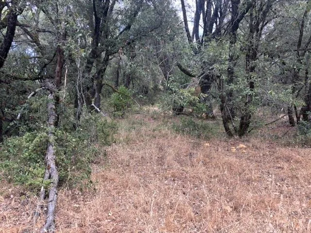 a view of a forest with trees in the background