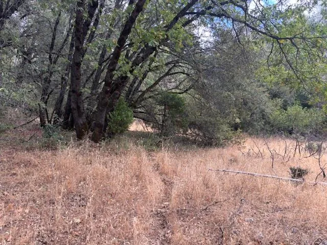 a view of a yard with a tree
