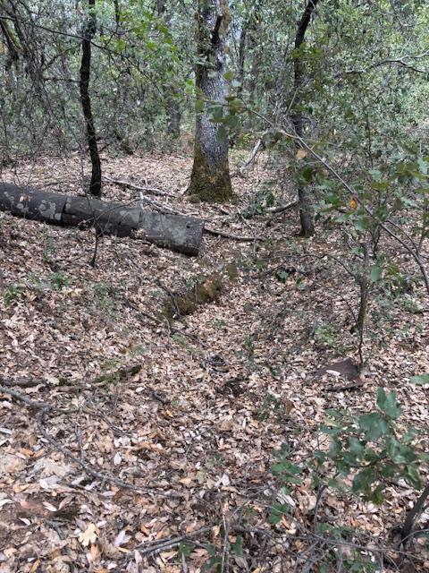 16272 State Rte 26 Glencoe, CA 95232 - Photo 5 of 30 a view of a yard with a tree