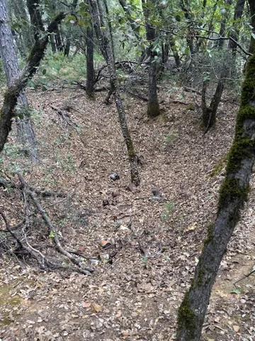 a view of a forest with lots of trees