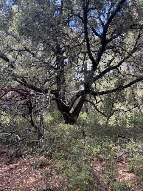 16272 State Rte 26 Glencoe, CA 95232 - Photo 9 of 30 a view of tree