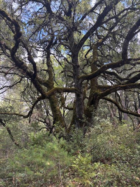 16272 State Rte 26 Glencoe, CA 95232 - Photo 10 of 30 a view of tree