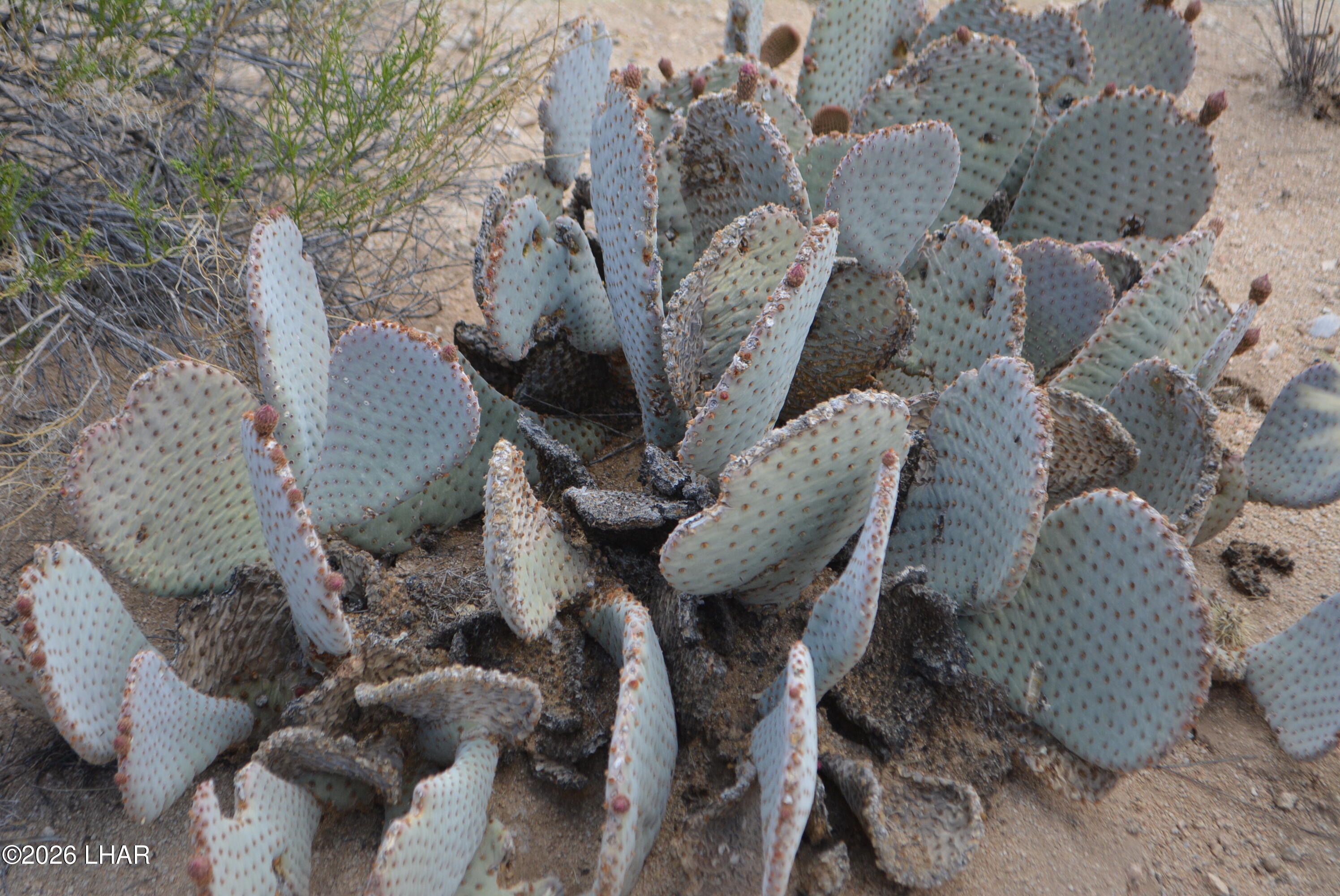 11900 Alan Road Yucca, AZ 86438 - Photo 52 of 93 DSC_1401