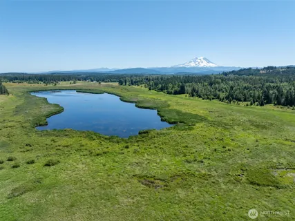 a view of a big yard with plants and large trees