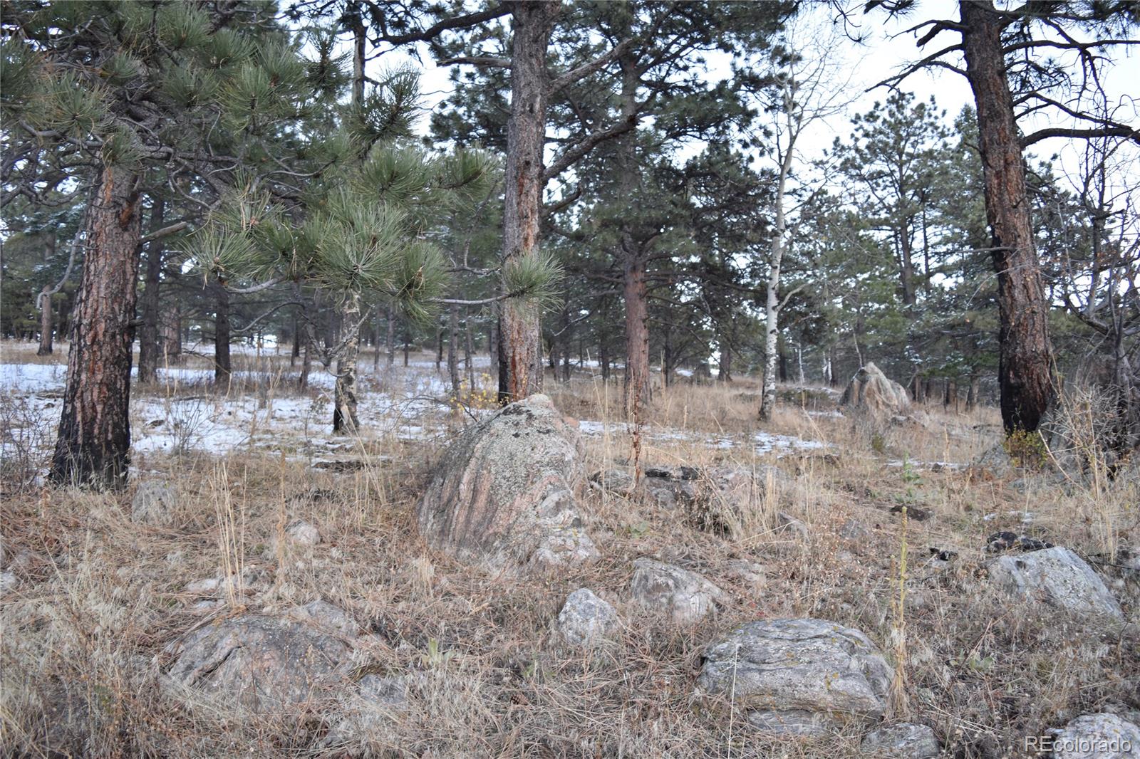 16750 Elk Ridge Road Littleton, CO 80127 - Photo 24 of 25 a view of outdoor space with trees