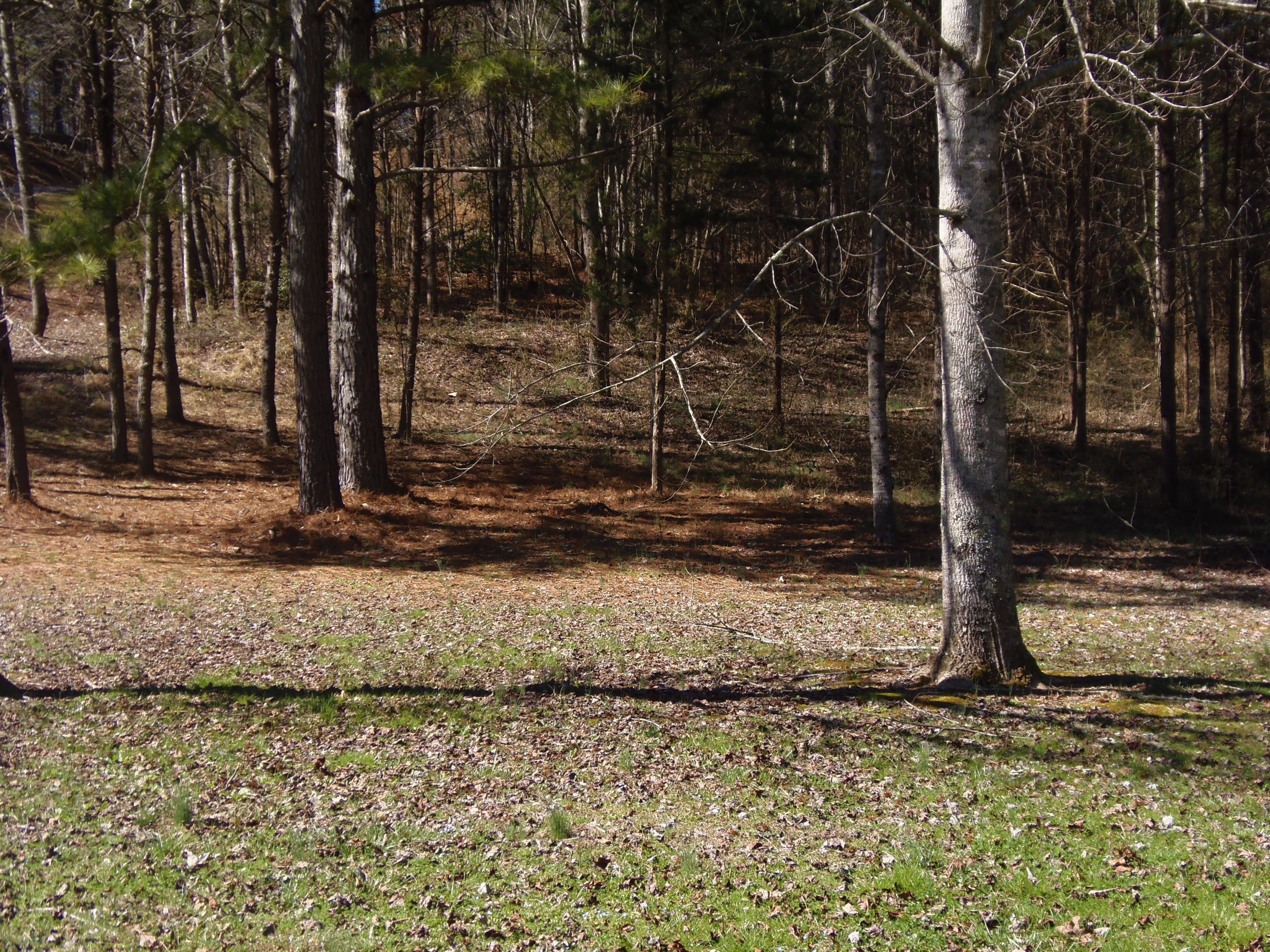 Reliance Road Tellico Plains, TN 37385 - Photo 1 of 22 Grab your house plans!!
